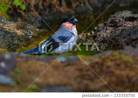 The cute and familiar wild bird, the bullfinch, can be seen on Mount Fuji and in Takayama in early summer 133358750