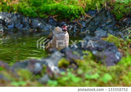 可愛又常見的野生鳥類-紅腹灰雀,在初夏時節,可以在富士山和高山一帶看到。 可愛又常見的野生鳥類-紅腹灰雀,在初夏時節,可以在富士山和高山一帶看到。 133358752