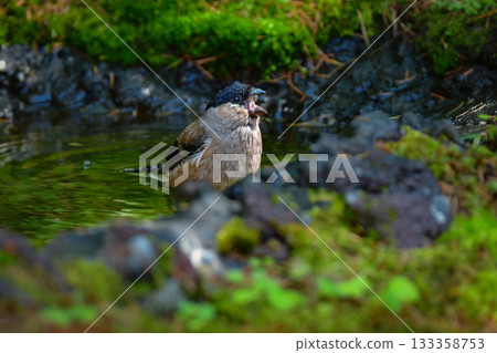 可愛又常見的野生鳥類-紅腹灰雀,在初夏時節,可以在富士山和高山一帶看到。 可愛又常見的野生鳥類-紅腹灰雀,在初夏時節,可以在富士山和高山一帶看到。 133358753