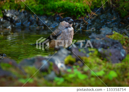 The cute and familiar wild bird, the bullfinch, can be seen on Mount Fuji and in Takayama in early summer The cute and familiar wild bird, the bullfinch, can be seen on Mount Fuji and in Takayama in early summer 133358754