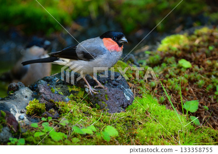 The cute and familiar wild bird, the bullfinch, can be seen on Mount Fuji and in Takayama in early summer 133358755