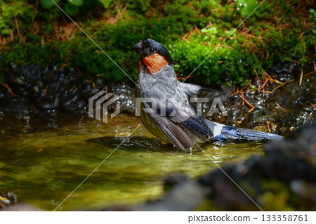 The cute and familiar wild bird, the bullfinch, can be seen on Mount Fuji and in Takayama in early summer The cute and familiar wild bird, the bullfinch, can be seen on Mount Fuji and in Takayama in early summer 133358761