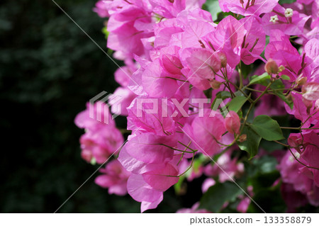 Bougainvillea Bougainvillea 133358879