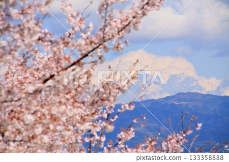 Cherry blossoms and mountains Cherry blossoms and mountains 133358888