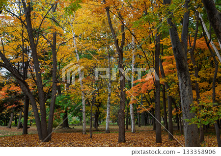 秋日中島公園的多彩森林 133358906