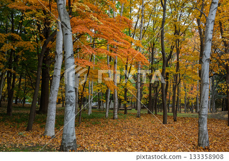秋日中島公園的多彩森林 133358908