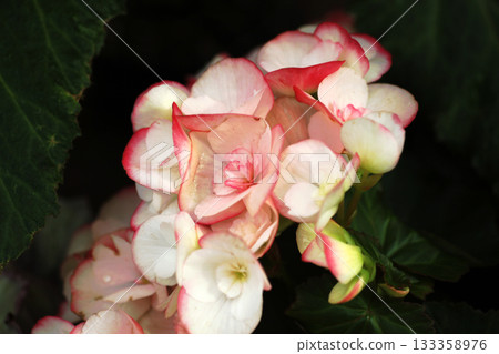 Begonia flowers 133358976