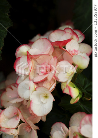 Begonia flowers 133358977