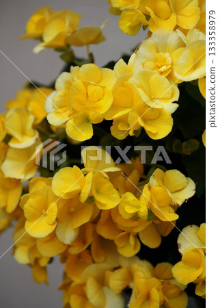Begonia flowers 133358979