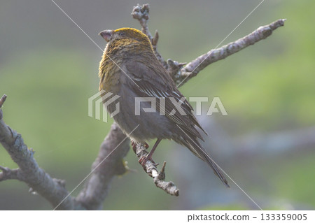 銀斑翅雀是一種美麗的鮮紅色野鳥,從初夏到夏季,可以在北海道的知床和大雪山等山區看到。 銀斑翅雀是一種美麗的鮮紅色野鳥,從初夏到夏季,可以在北海道的知床和大雪山等山區看到。 133359005