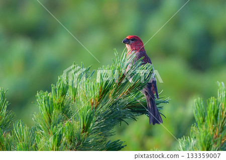 銀斑翅雀是一種美麗的鮮紅色野鳥,從初夏到夏季,可以在北海道的知床和大雪山等山區看到。 銀斑翅雀是一種美麗的鮮紅色野鳥,從初夏到夏季,可以在北海道的知床和大雪山等山區看到。 133359007