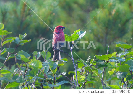 銀斑翅雀是一種美麗的鮮紅色野鳥,從初夏到夏季,可以在北海道的知床和大雪山等山區看到。 銀斑翅雀是一種美麗的鮮紅色野鳥,從初夏到夏季,可以在北海道的知床和大雪山等山區看到。 133359008