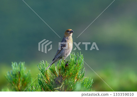 銀斑翅雀是一種美麗的鮮紅色野鳥,從初夏到夏季,可以在北海道的知床和大雪山等山區看到。 銀斑翅雀是一種美麗的鮮紅色野鳥,從初夏到夏季,可以在北海道的知床和大雪山等山區看到。 133359010