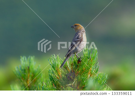 The beautiful bright red wild bird, the Silver Grosbeak, can be spotted in the mountains of Hokkaido, such as Shiretoko and Mt. Daisetsu, from early summer to summer. 133359011
