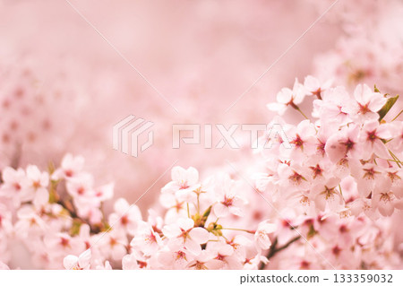 Cherry Blossom Cherry Blossom 133359032