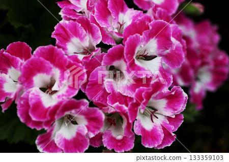 Pelargonium Pelargonium 133359103