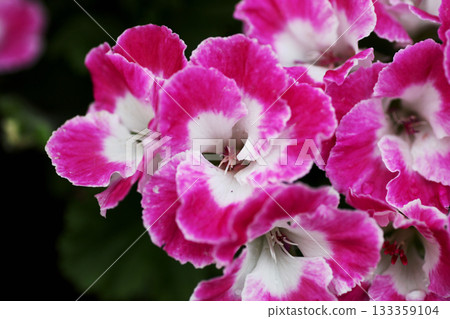 Pelargonium 133359104