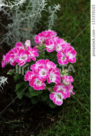 Pelargonium 133359105