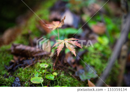 Small autumn leaves, the breath of the forest Small autumn leaves, the breath of the forest 133359134