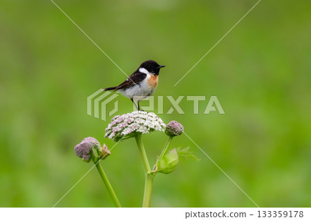 The beautiful black and white wild bird, the stonechat, and the yellow day lily flowers can be seen in early summer in the grasslands of Oku-Nikko and Hokkaido. The beautiful black and white wild bird, the stonechat, and the yellow day lily flowers can be seen in early summer in the grasslands of Oku-Nikko and Hokkaido. 133359178