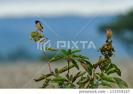 初夏時節,在奧日光和北海道的草原上,可以看到美麗的黑白色野鳥石鴴和黃色的萱草。 初夏時節,在奧日光和北海道的草原上,可以看到美麗的黑白色野鳥石鴴和黃色的萱草。 133359187
