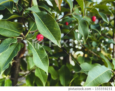 日本冬青樹,結紅色莓果 22 日本冬青樹,結紅色莓果 22 133359231