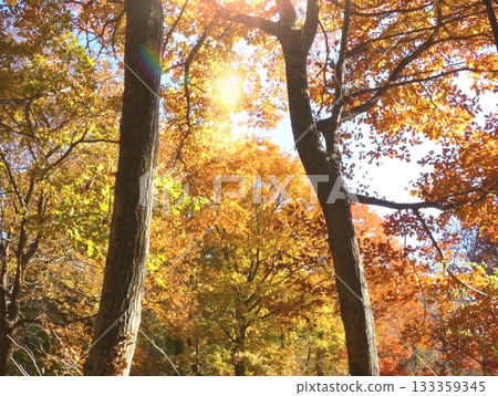 Autumn leaves trees 133359345