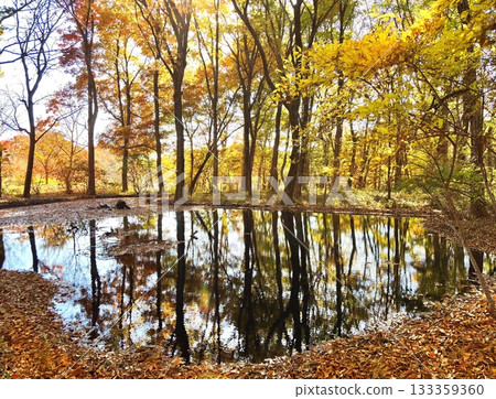 Autumn forest reflected on the lake surface 133359360