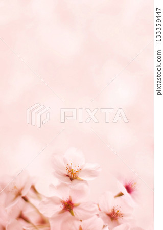 櫻花 133359447