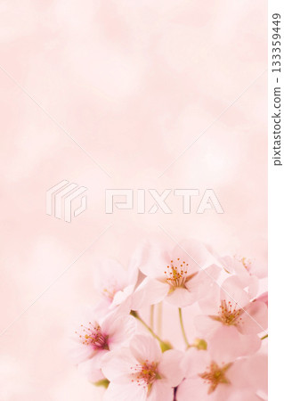 櫻花 133359449
