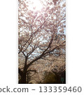 Cherry blossoms, Blur (Gaussian 36), Opacity 60% 133359460