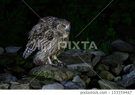 The mysterious and endangered Ainu god, Blakiston's fish owl, the world's largest owl, can be seen in Hokkaido. 133359487
