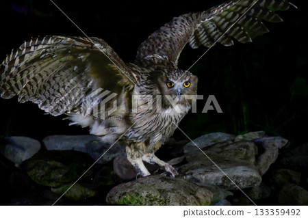 The mysterious and endangered Ainu god, Blakiston's fish owl, the world's largest owl, can be seen in Hokkaido. 133359492