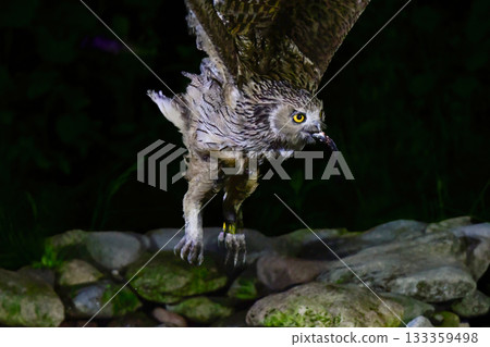 The mysterious and endangered Ainu god, Blakiston's fish owl, the world's largest owl, can be seen in Hokkaido. 133359498