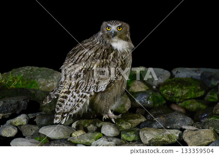 The mysterious and endangered Ainu god, Blakiston's fish owl, the world's largest owl, can be seen in Hokkaido. 133359504
