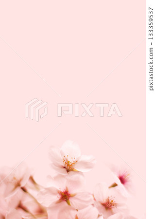 Cherry Blossom	 133359537