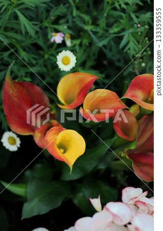 Color Capitane Lido 133359555