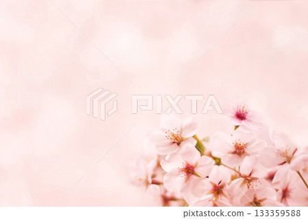 Cherry Blossom	 133359588