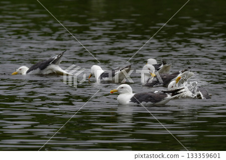 The Slaty-backed Gull is a seaside bird with striking white and grey feathers that can be seen in abundance on the coasts and harbors of Hokkaido. 133359601