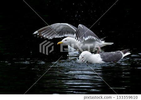 白背鷗是一種海鳥，羽毛呈現醒目的白色和灰色，在北海道的海岸和港口隨處可見。 133359610