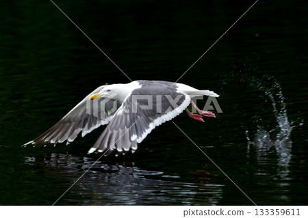 白背鷗是一種海鳥，羽毛呈現醒目的白色和灰色，在北海道的海岸和港口隨處可見。 133359611