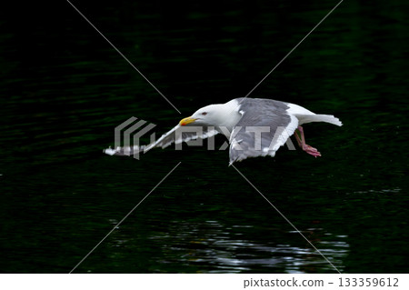 The Slaty-backed Gull is a seaside bird with striking white and grey feathers that can be seen in abundance on the coasts and harbors of Hokkaido. 133359612