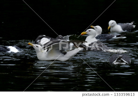 白背鷗是一種海鳥,羽毛呈現醒目的白色和灰色,在北海道的海岸和港口隨處可見。 白背鷗是一種海鳥,羽毛呈現醒目的白色和灰色,在北海道的海岸和港口隨處可見。 133359613