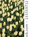 Tulip flower 133359712