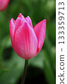 Tulip flower 133359713