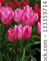 Tulip flower 133359714
