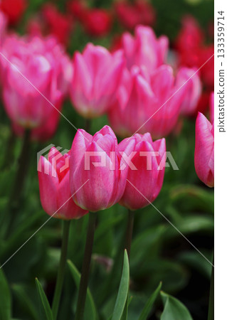 Tulip flower Tulip flower 133359714