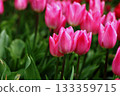 Tulip flower 133359715