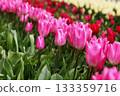 Tulip flower 133359716
