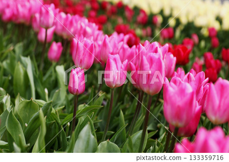 Tulip flower Tulip flower 133359716